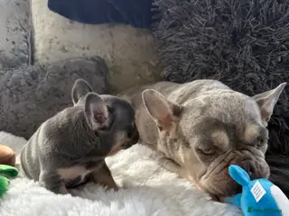 French Bulldog dogs Last two French bulldog puppies - Advert 1