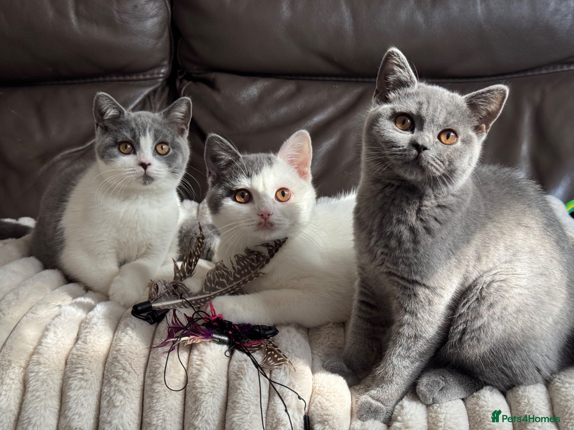 British Shorthair cats TICA Registered BritishShorthairKittens  Ready now - Advert 2
