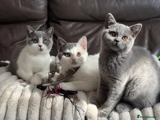 British Shorthair cats TICA Registered BritishShorthairKittens Ready now - Advert 2