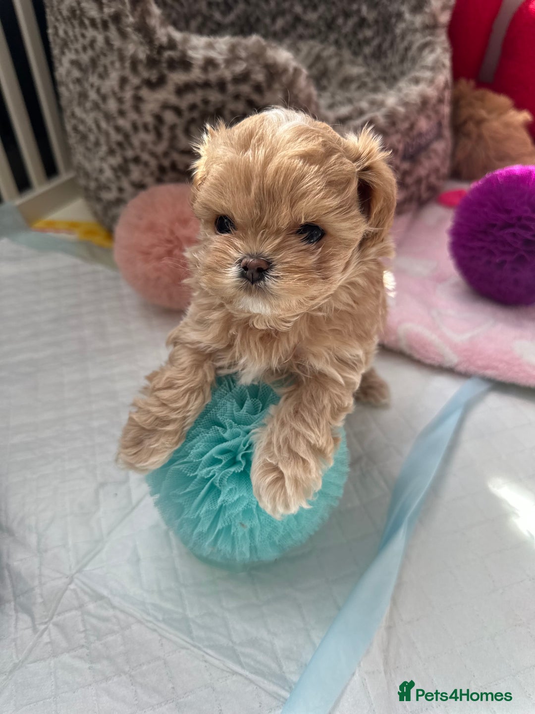 Maltipoo dogs for sale: 🧸🩷 Incredible Asian Maltipoo GIRLS 🩷🧸 - Image 5