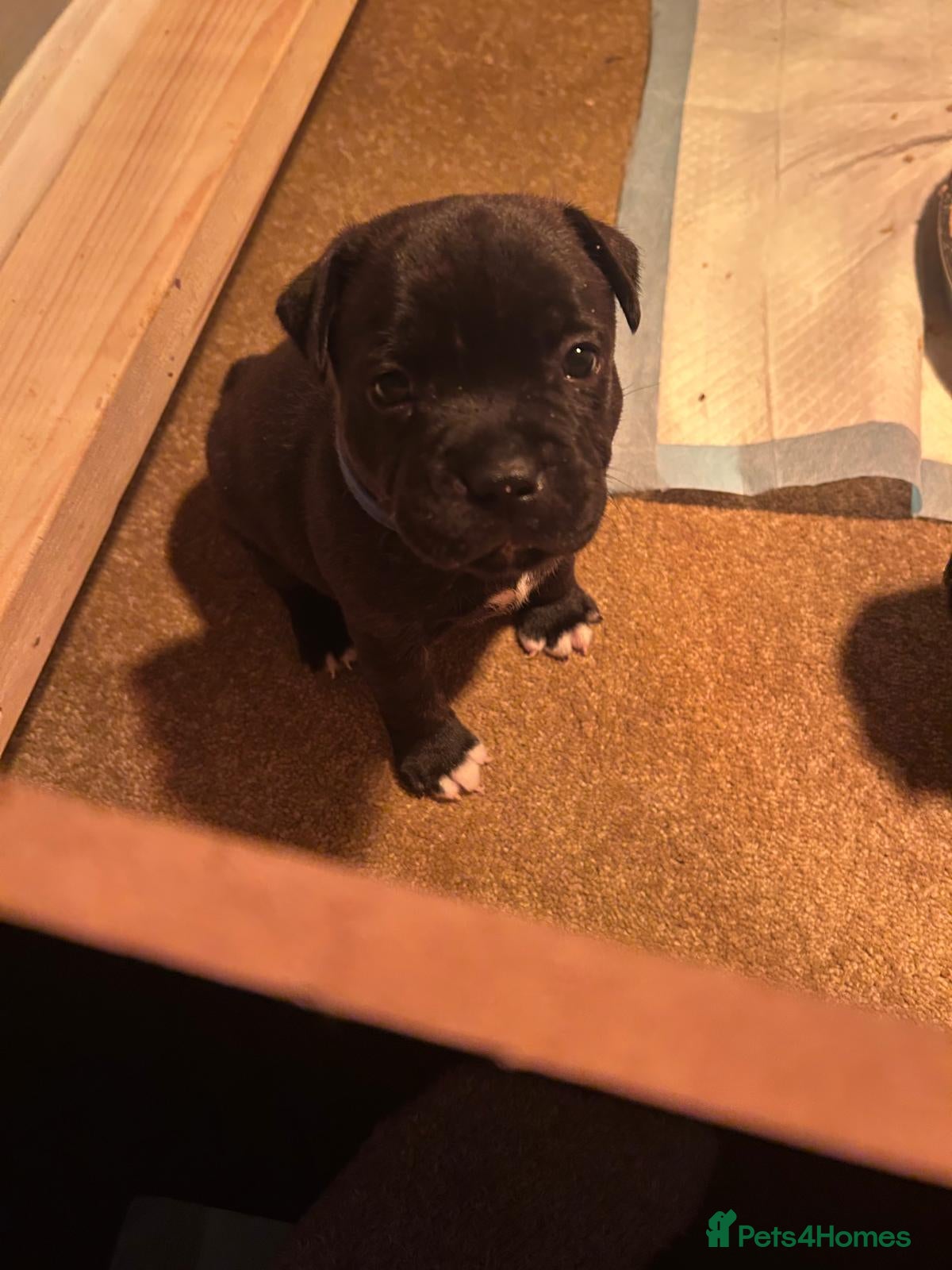 Staffordshire Bull Terrier dogs Staffordshire bull terrier 1 boy left  😍 - Advert 1