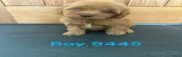 Cavapoo dogs for sale: Cavapoo pups F1 reds parent's DNA TESTED  - Advert 6