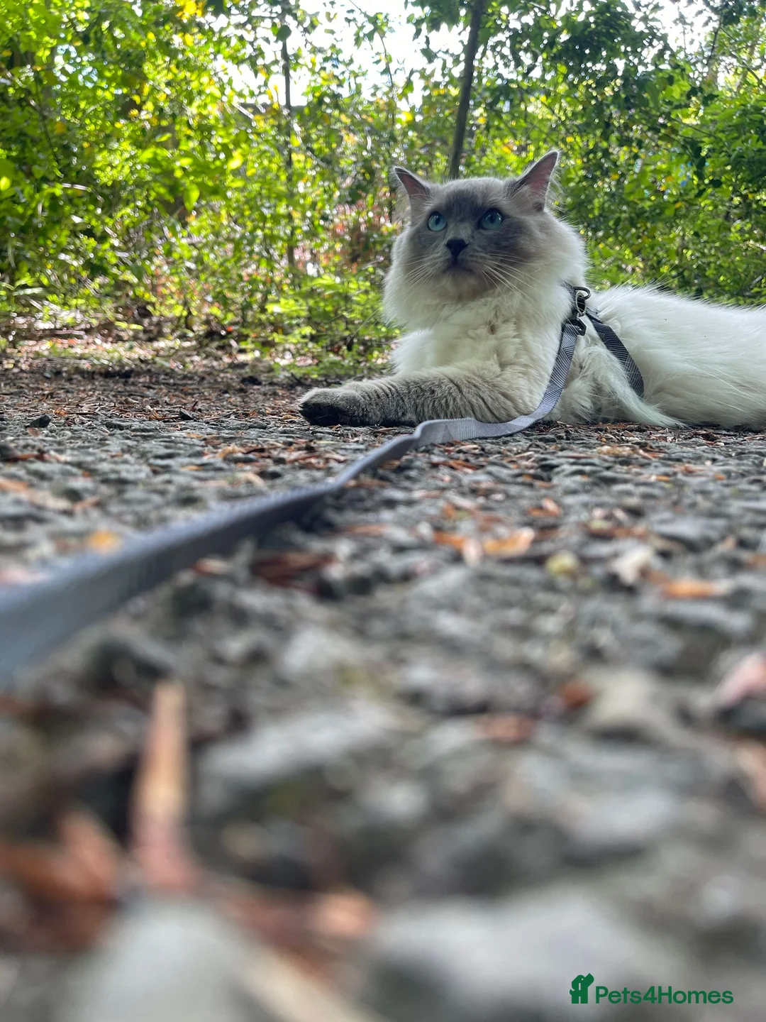 Ragdoll cats for stud: GCCF Proven Stud carrying chocolate in Glasgow - Advert 14