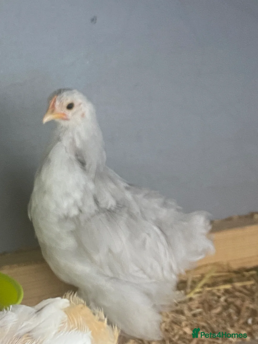 Chickens poultry for sale: 2 Pekin bantams for sale  - Advert 1