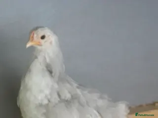 Chickens poultry 2 Pekin bantams for sale - Advert 1