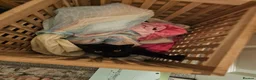 Mixed Breed cats for sale: Beautiful black cat - Advert 13