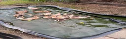 Ducks poultry for sale: Appleyard x runner ducklings for sale in Wimborne - Advert 3