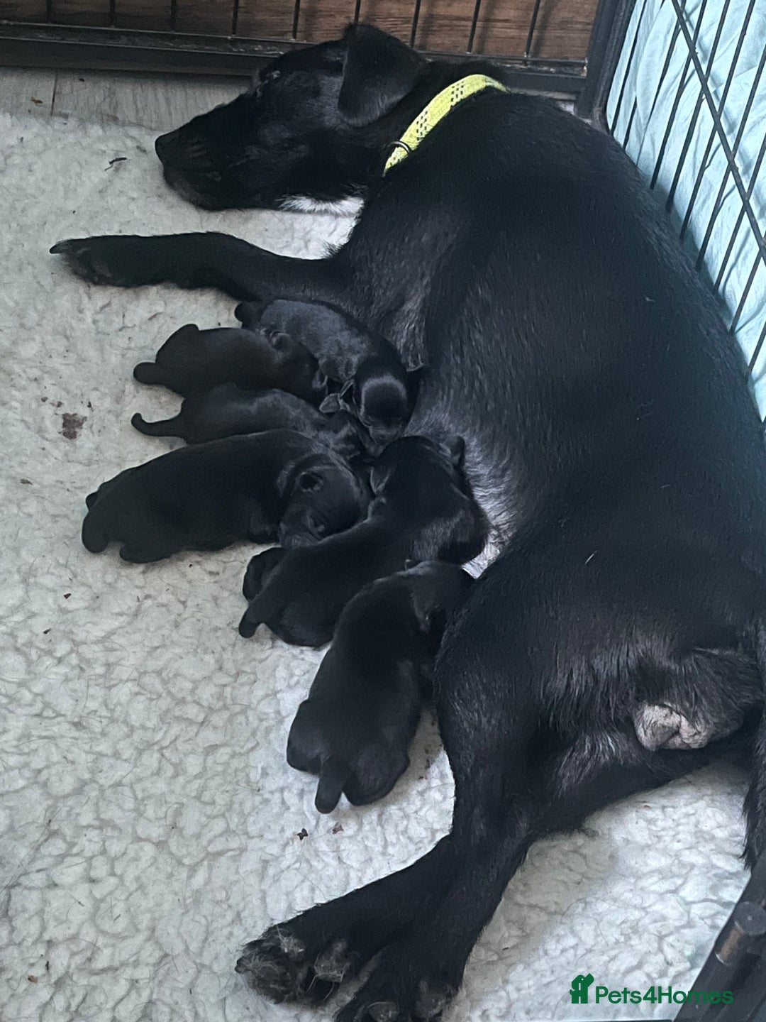 Patterdale Terrier dogs for sale: Patterdale/jack puppies **NEW YEAR NEW ADDITION♥️* - Advert 1