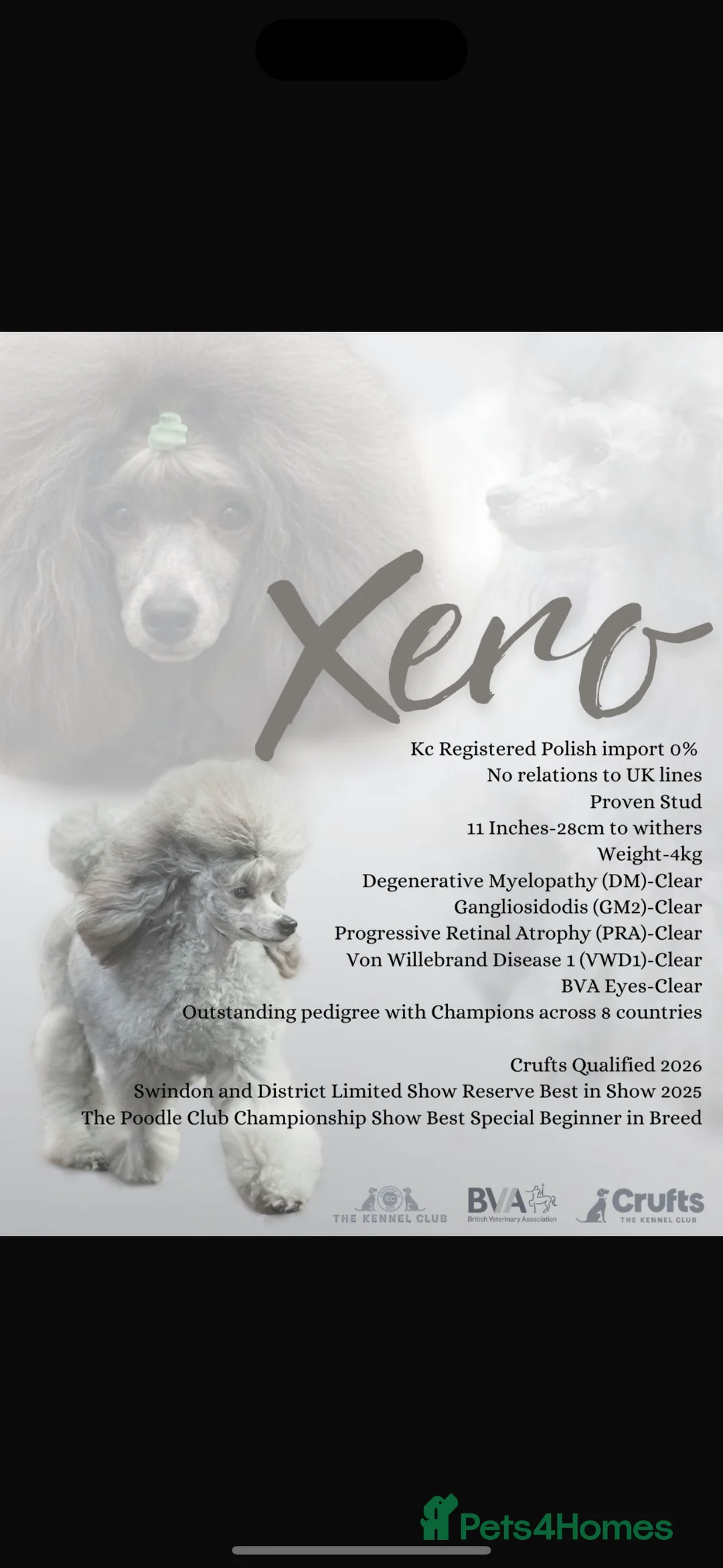 Miniature Poodle dogs for stud: Silver Poodle stud 🐩 - Advert 1