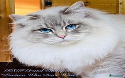 Ragdoll cats for sale: Champion blood dilute blue tabby ragdoll kitten - Image 15
