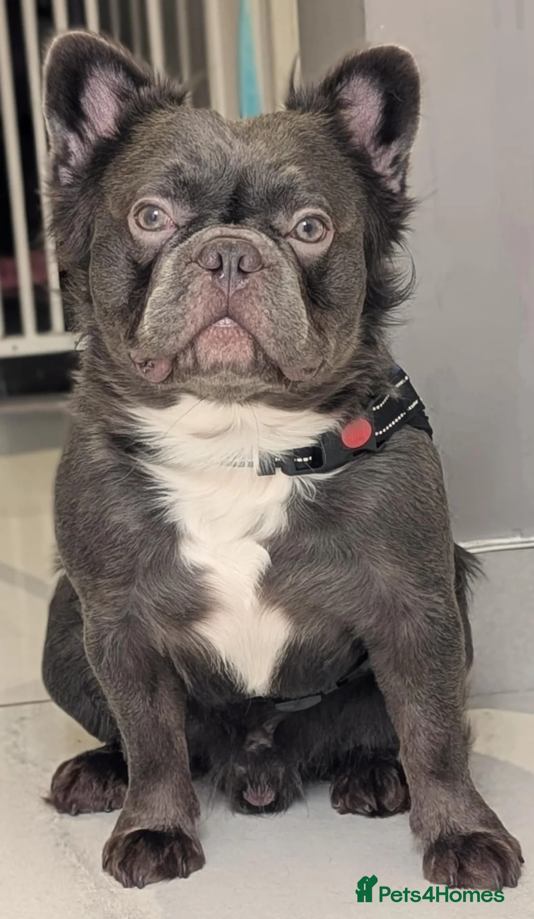 French Bulldog dogs for stud: Rfg tested aa lilac quad fluffy carrying testable in Sheffield - Advert 4