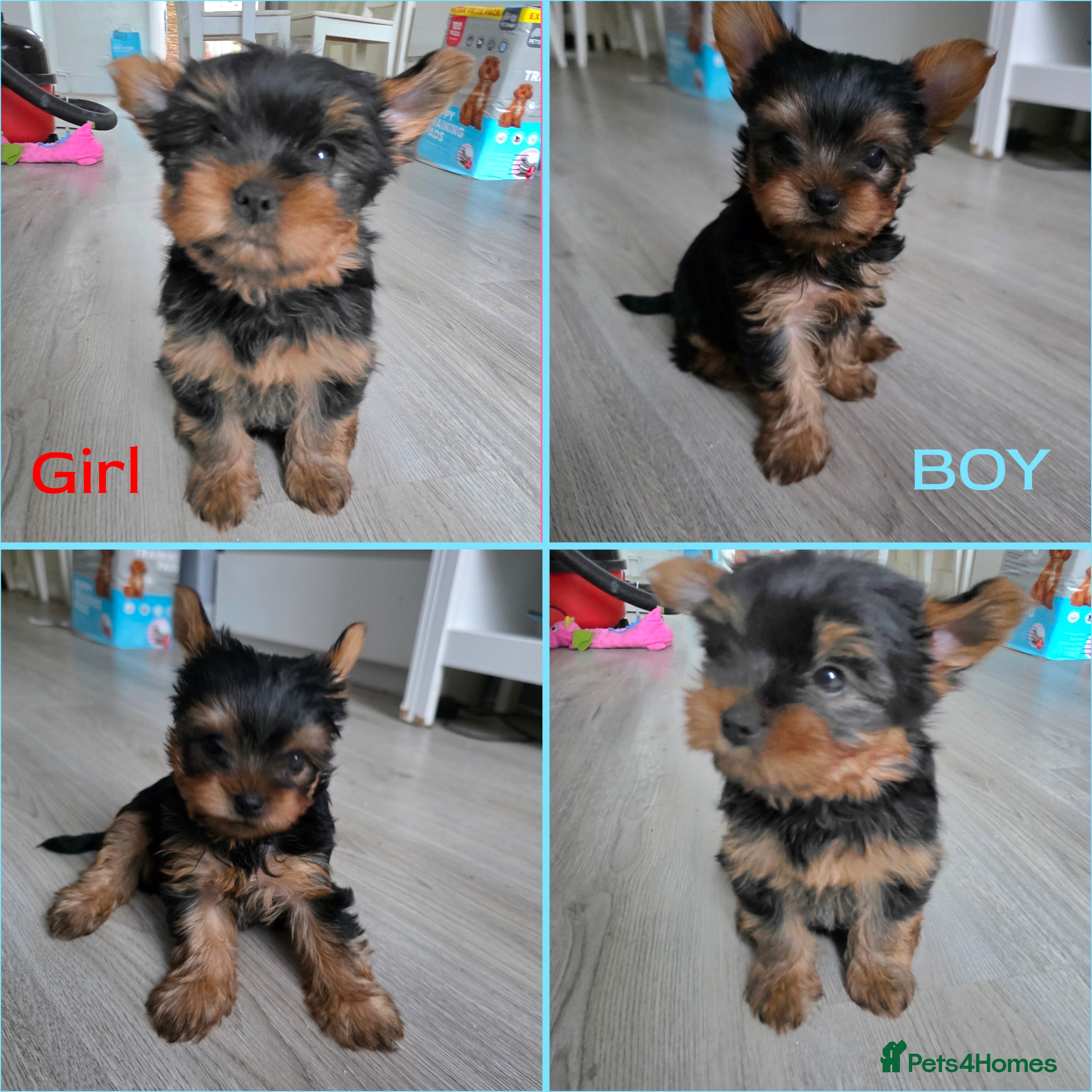 Yorkshire Terrier dogs Yorkshire terrier🐶KC.reg 5 gen.Pedigree 🏆💕 - Advert 1