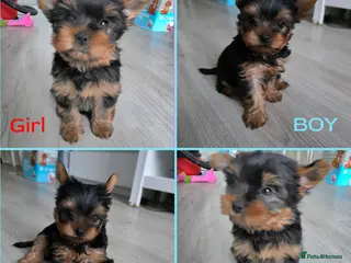 Yorkshire Terrier dogs Yorkshire terrier🐶KC.reg 5 gen.Pedigree 🏆💕 - Advert 1