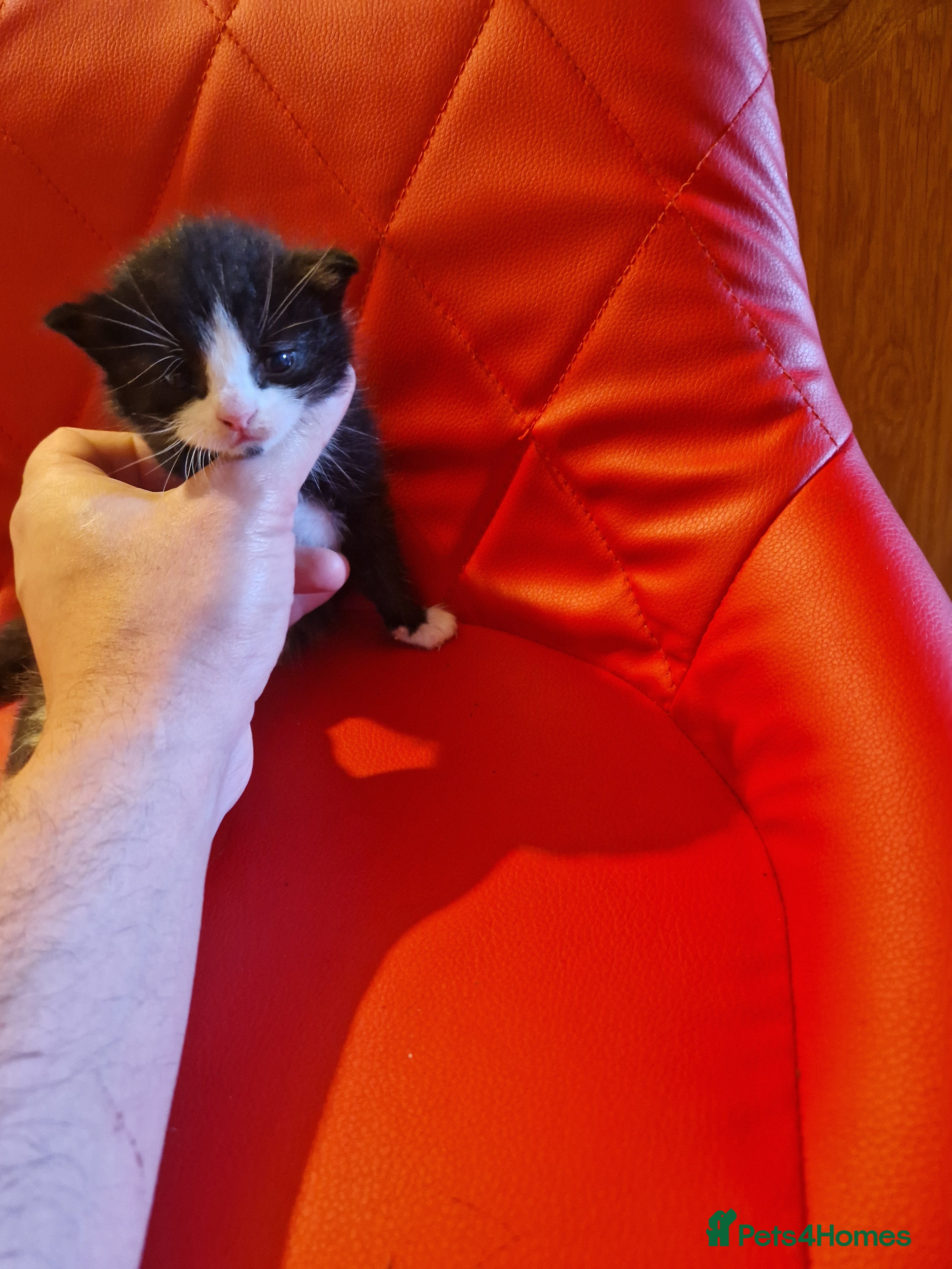 Mixed Breed cats Cat Tuxedo (Felix) - Advert 2