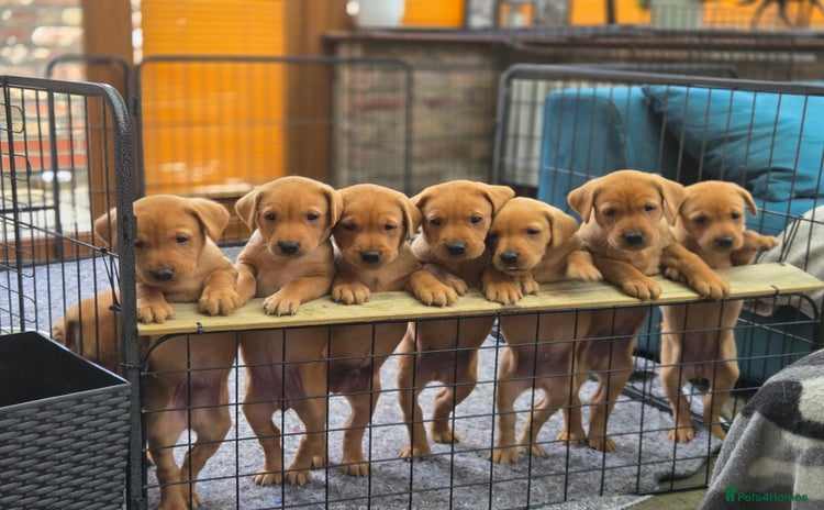 Labrador Retriever dogs - Advert 6