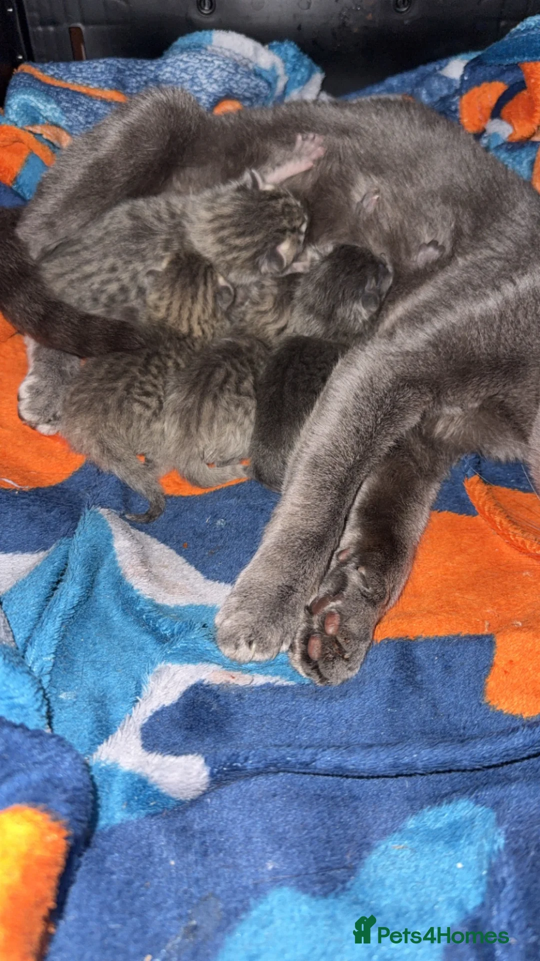 Mixed Breed cats for sale: Beautiful litter of 🐱 - Advert 2