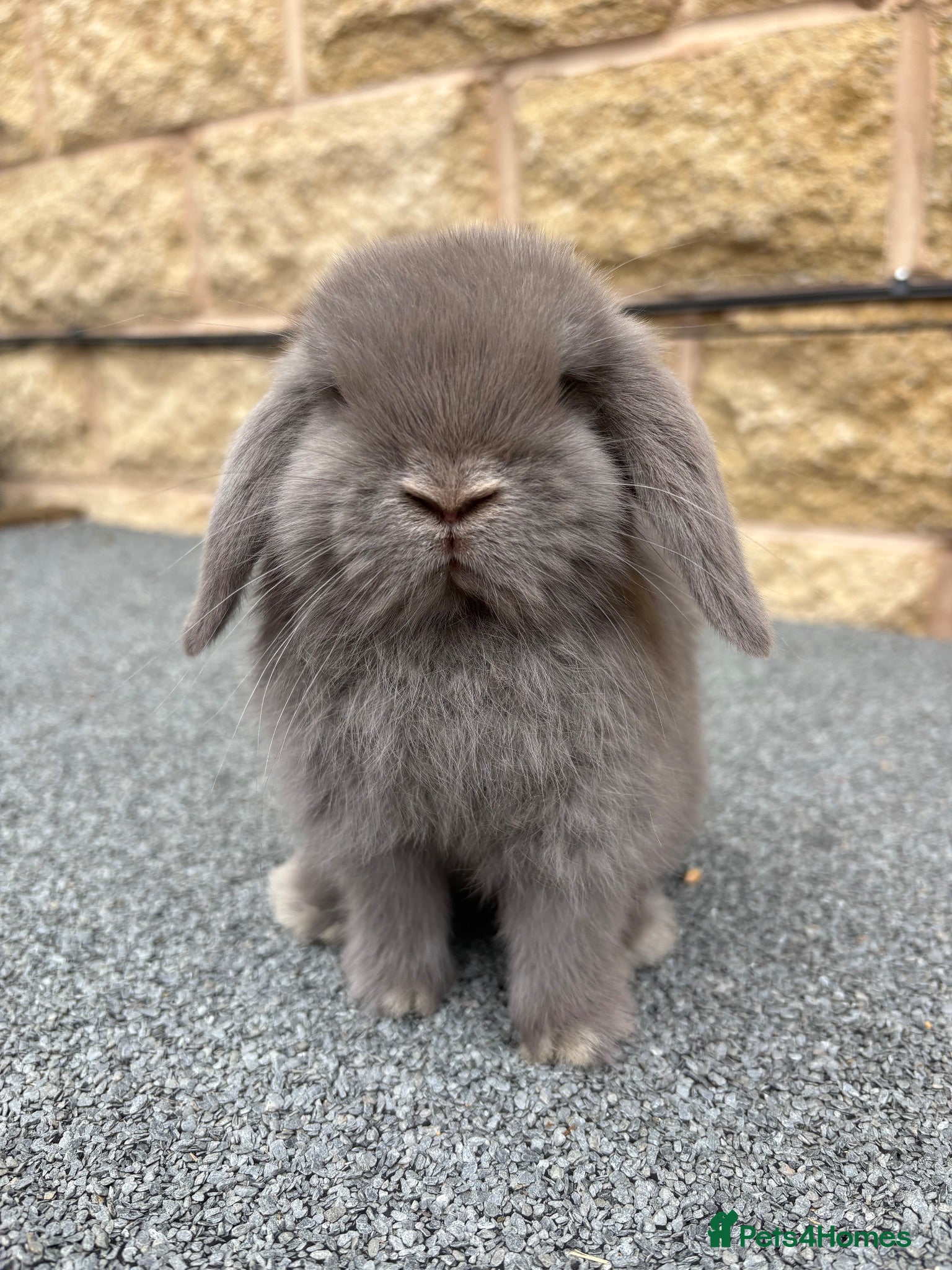 Mini Lop rabbits Mini lop babies true to type  - Advert 18