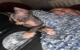 Sphynx cats for sale: 3 adorable Sphynx looking for their forever home  - Image 21