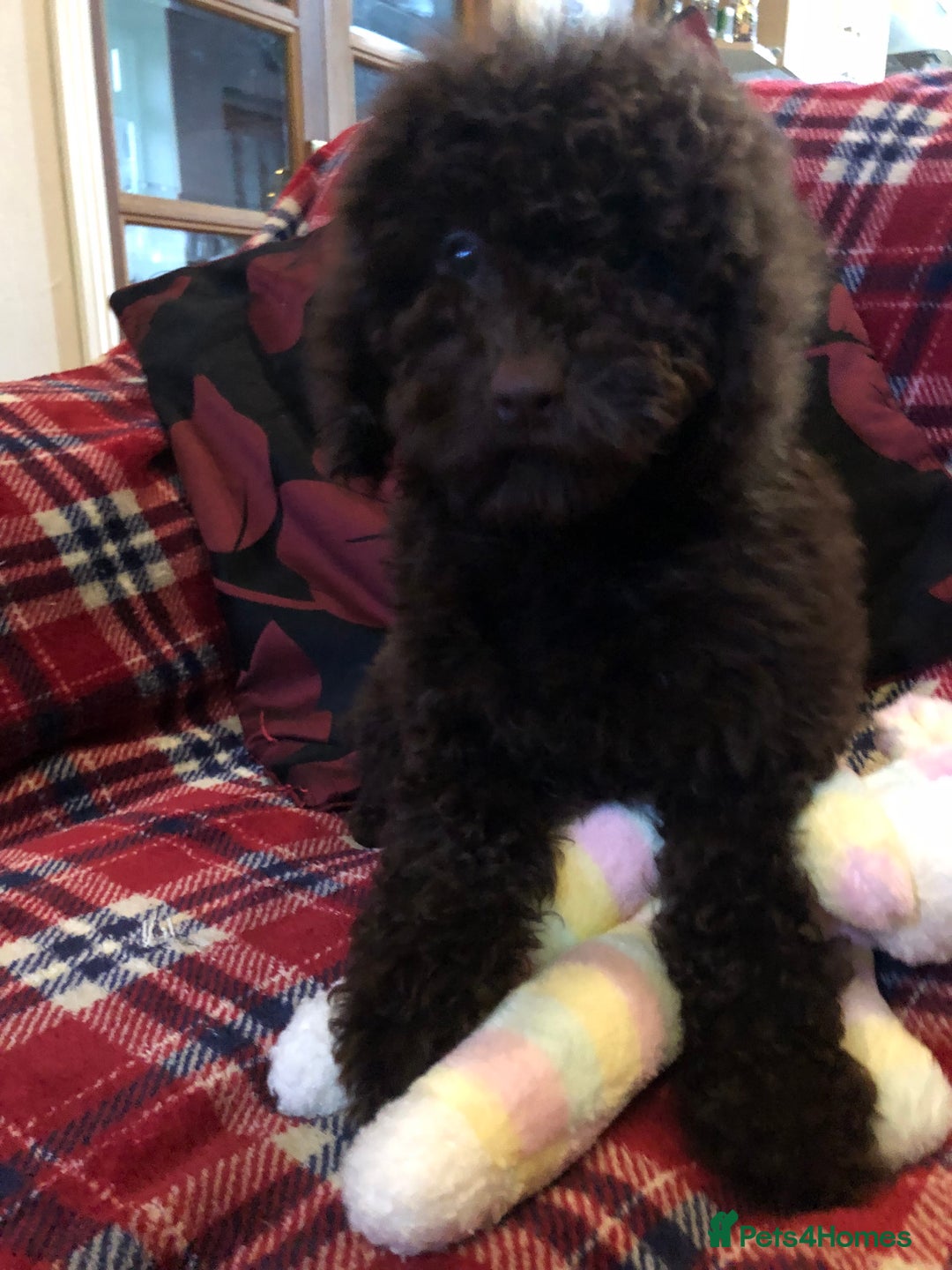 Cockapoo dogs for sale: Cockapoo puppies for sale  - Advert 10