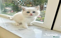 Ragdoll cats for sale: Gorgeous Fluffy Ragdoll Kittens  - Advert 19