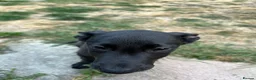 Belgian Shepherd Dog dogs for sale: Belgian Malinois  in Crawley - Advert 3