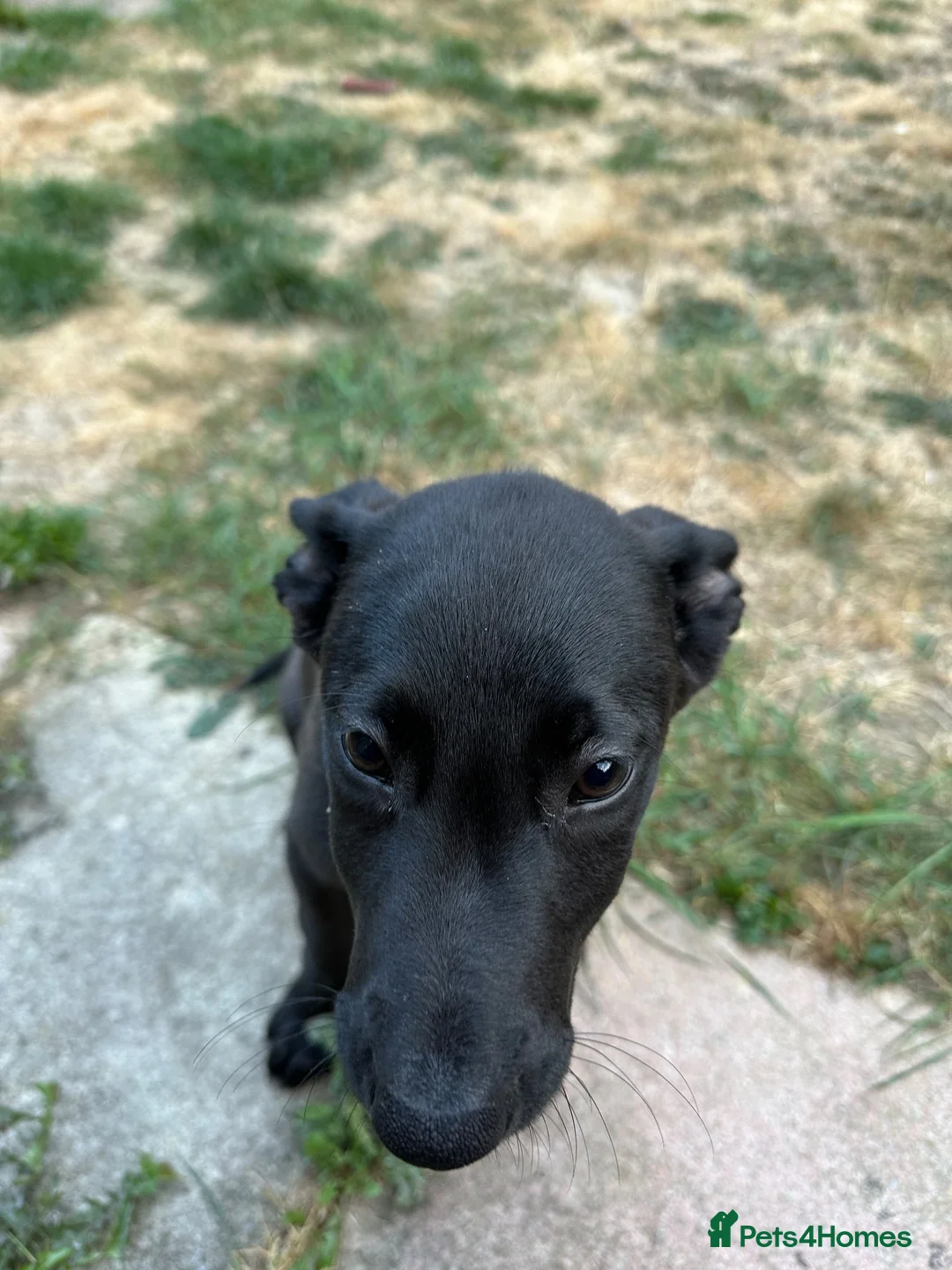 Belgian Shepherd Dog dogs for sale: Belgian Malinois  in Crawley - Advert 3