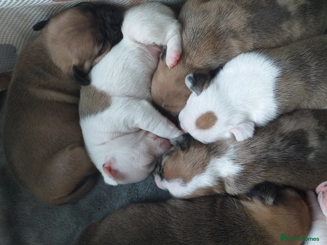 Mixed Breed dogs for sale: 7 gorgeous rare French American Bulldogs - Advert 5