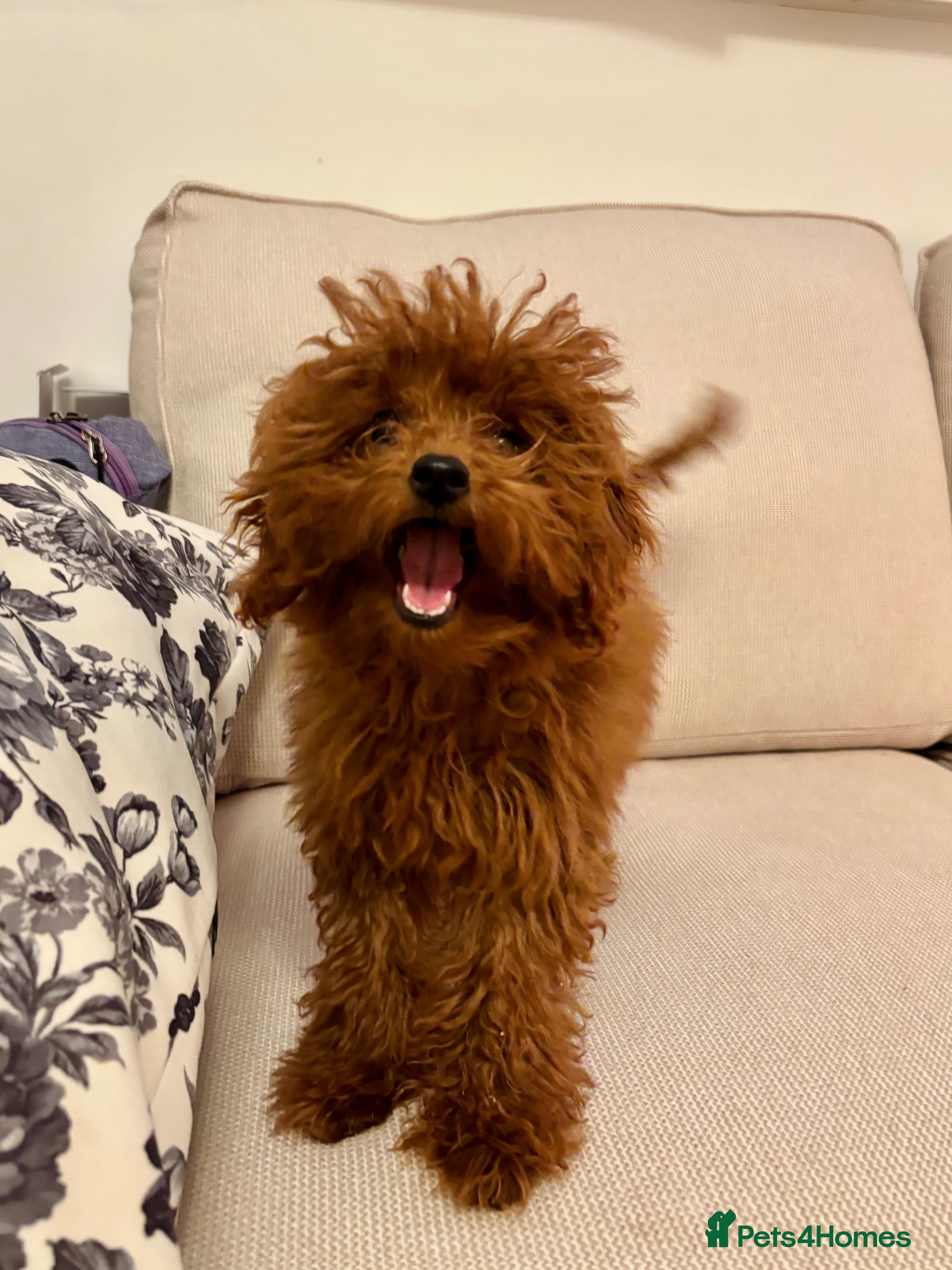 Toy Poodle dogs Asian toy poodle boy  - Advert 8