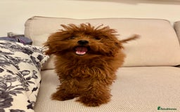 Toy Poodle dogs for sale: Asian toy poodle boy  - Image 1