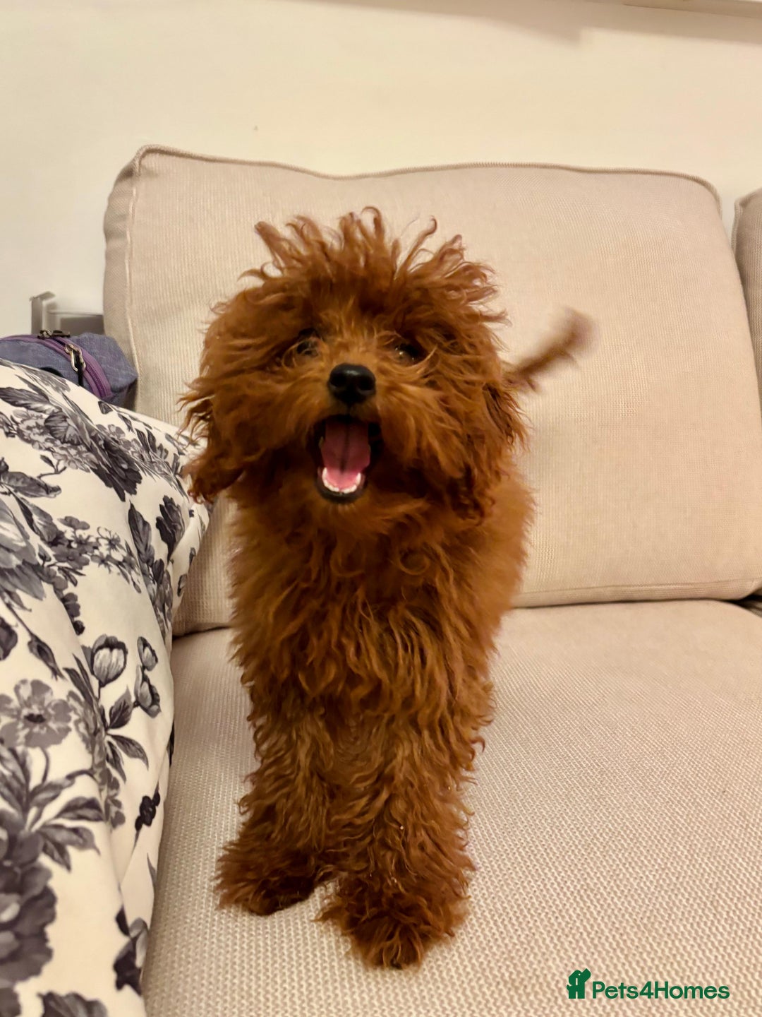 Toy Poodle dogs for sale: Asian toy poodle boy  - Image 1