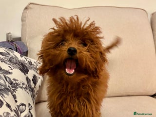 Toy Poodle dogs Asian toy poodle boy - Advert 10