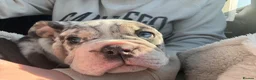 Olde English Bulldogge dogs for sale: Mabel  - Advert 9