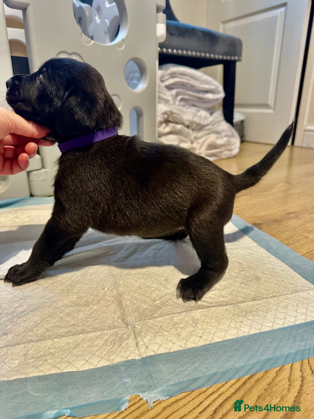 Mixed Breed dogs for sale: Lab- Cane Corso Puppies Looking for Loving Homes - Advert 20