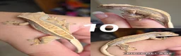 Gecko reptiles for sale: Baby, juvenile & 2 adult crested geckos for sale  - Advert 10