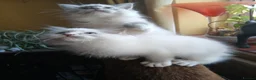 Ragdoll cats for sale: Beautiful brother and sister Ragdoll kittens - Advert 13