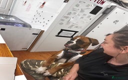 Boxer dogs for sale: 18Month Female Boxer Looking for Her Forever Home  - Image 10