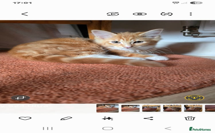 Mixed Breed cats - Advert 7