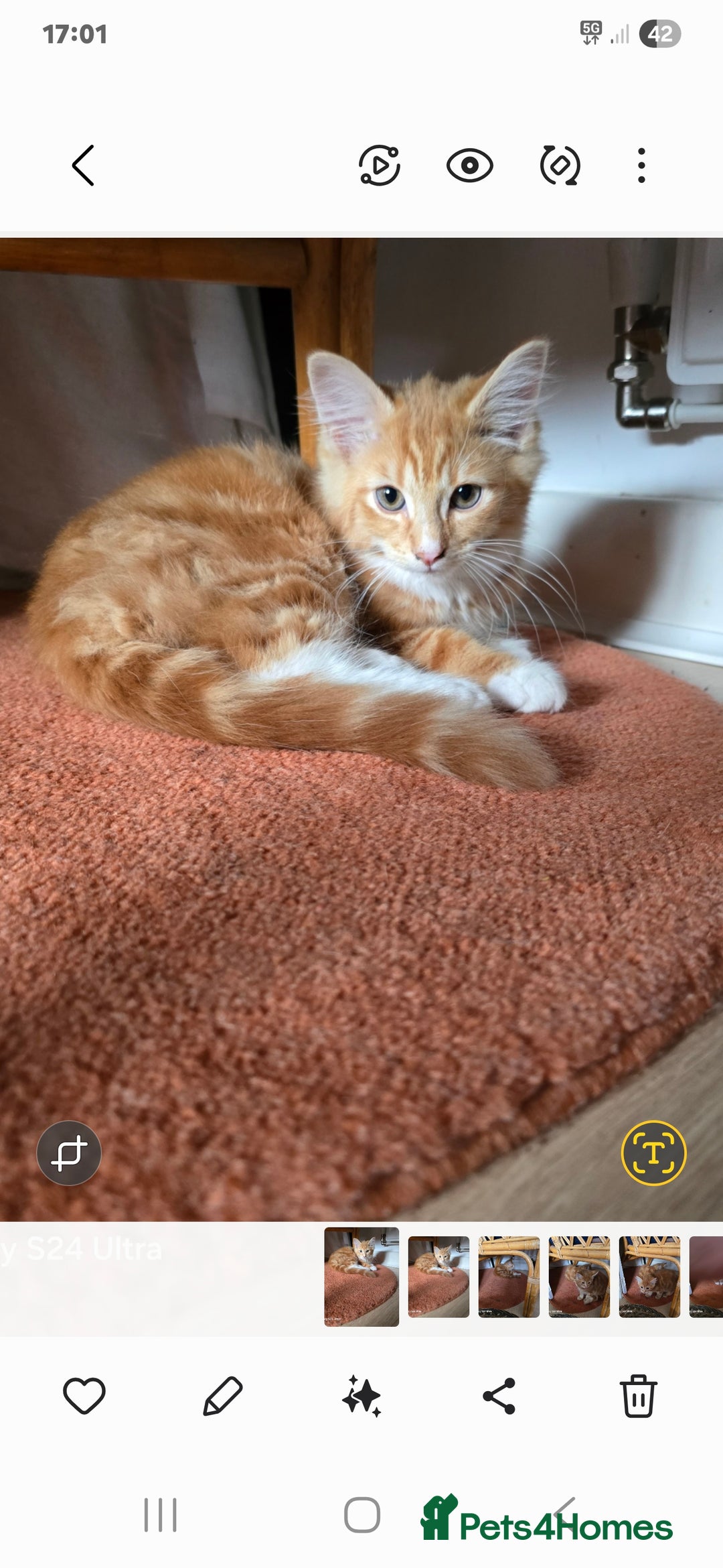 Mixed Breed cats for sale: Kitten - Image 1