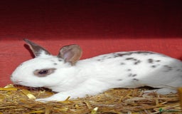 Rex rabbits for sale: Mixed litter of Mini Rex  - Image 9