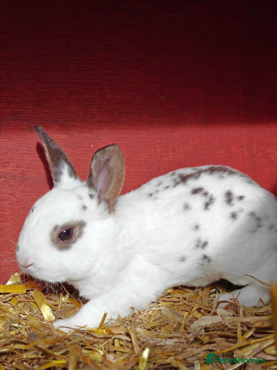 Rex rabbits for sale: Mixed litter of Mini Rex  - Image 9