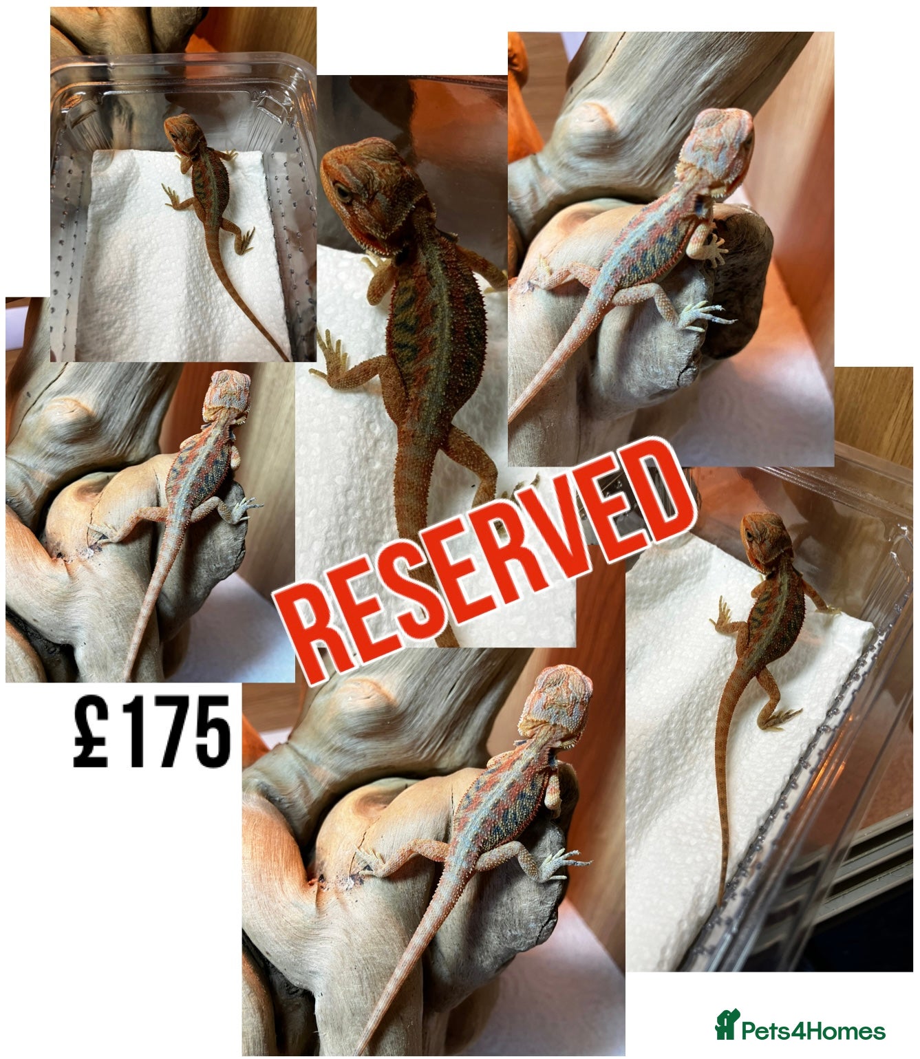 Bearded Dragon reptiles for sale: Baby Bearded Dragons For Sale! - Advert 32