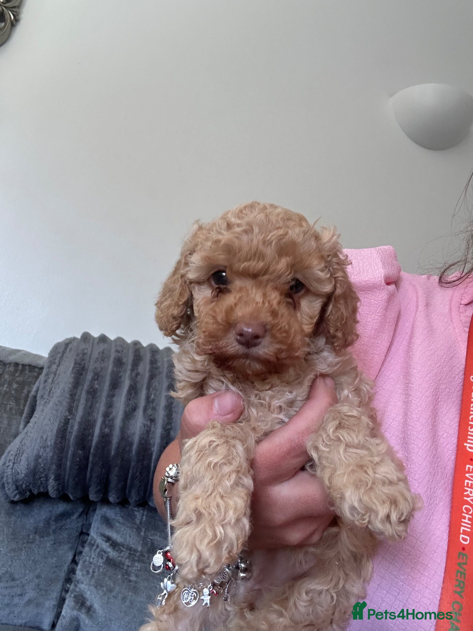 Cockapoo dogs 2 left ready in 3 days. F1b cockapoo puppies - Advert 4