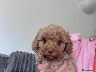 Cockapoo dogs 2 left ready in 3 days. F1b cockapoo puppies - Advert 14