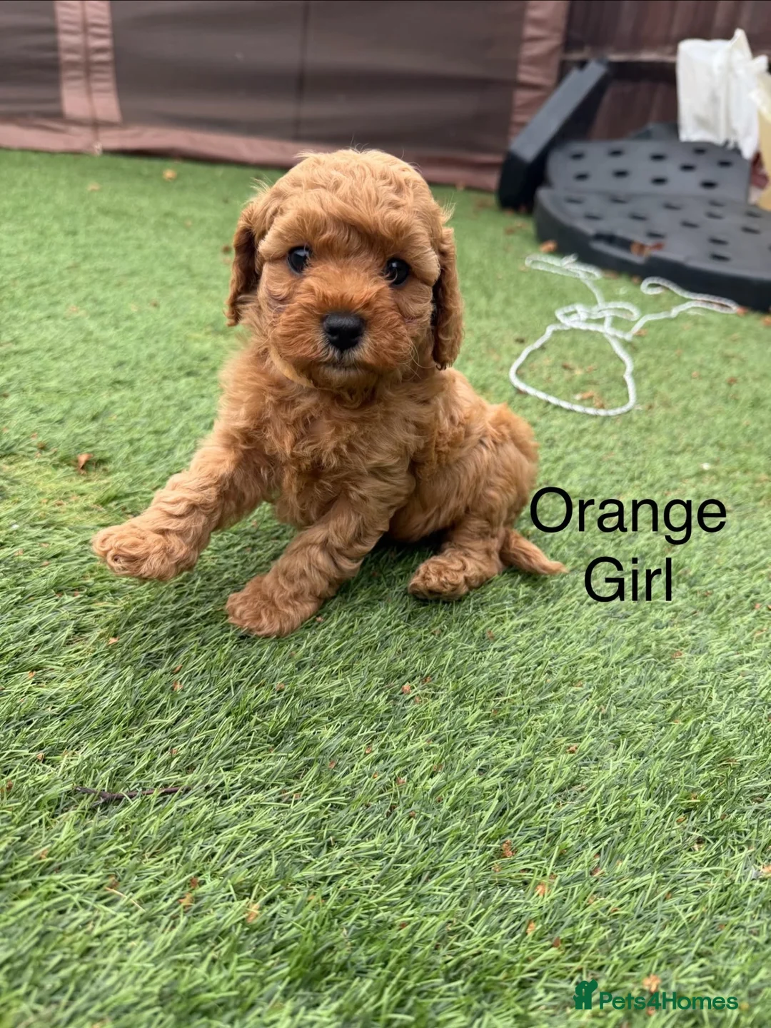 Cavapoo dogs for sale: Backcrossed/ F1b cavapoo - Advert 1