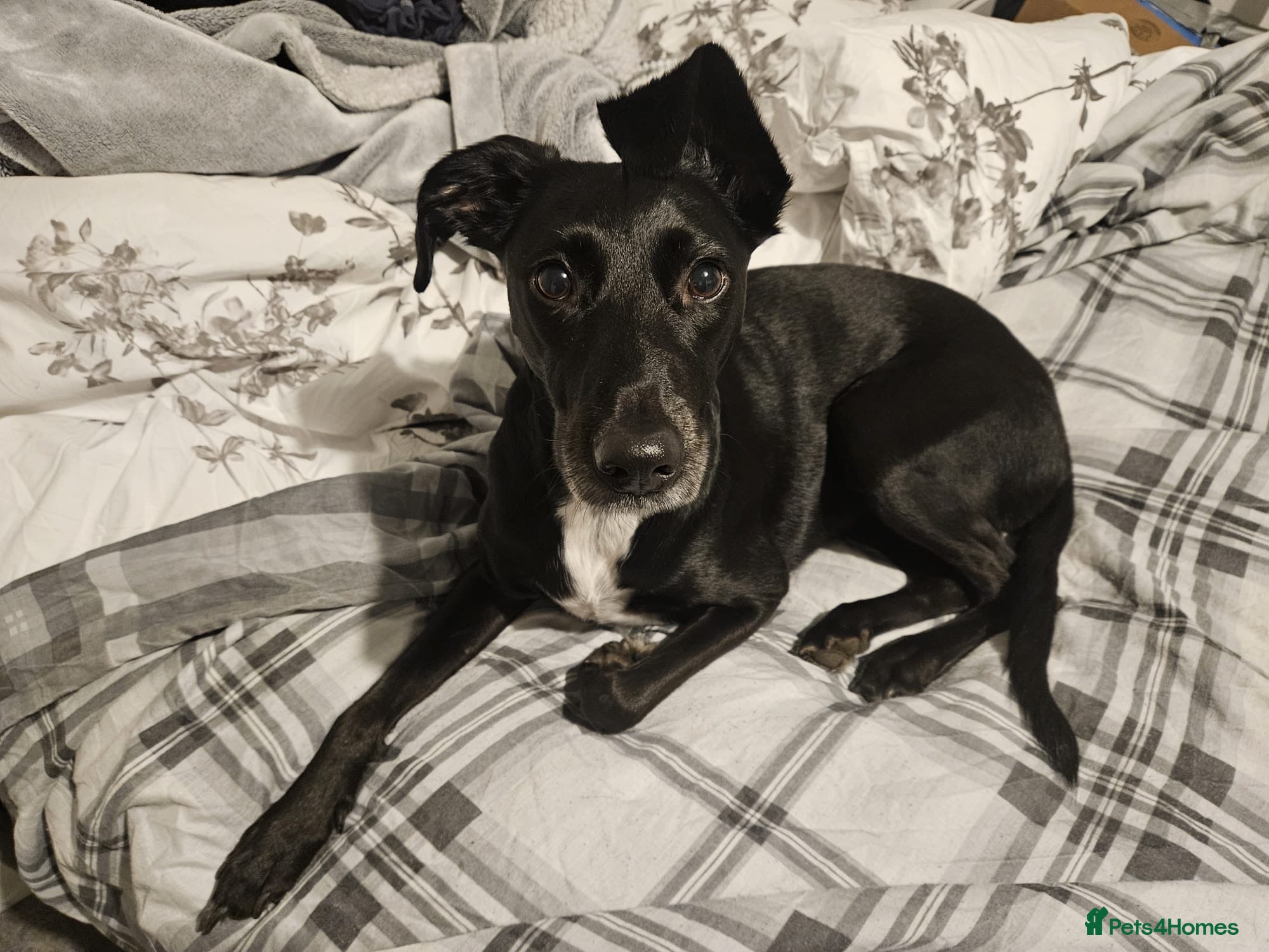Mixed Breed dogs ❤️🐶 LILY – EVERYTHING PEOPLE DREAM OF IN A DOG - Advert 1