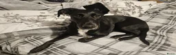 Mixed Breed dogs for adoption: ❤️🐶 LILY – EVERYTHING PEOPLE DREAM OF IN A DOG in Sale - Advert 1