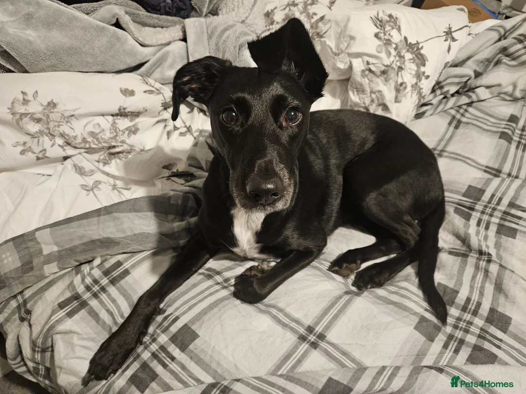 Mixed Breed dogs for adoption: ❤️🐶 LILY – EVERYTHING PEOPLE DREAM OF IN A DOG in Sale - Advert 1