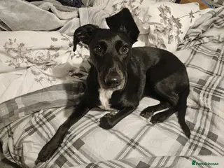 Mixed Breed dogs ❤️🐶 LILY – EVERYTHING PEOPLE DREAM OF IN A DOG - Advert 17