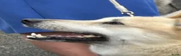 Norwegian Buhund dogs for sale: Lovely quality Norwegian Buhunds in Crumlin - Advert 4