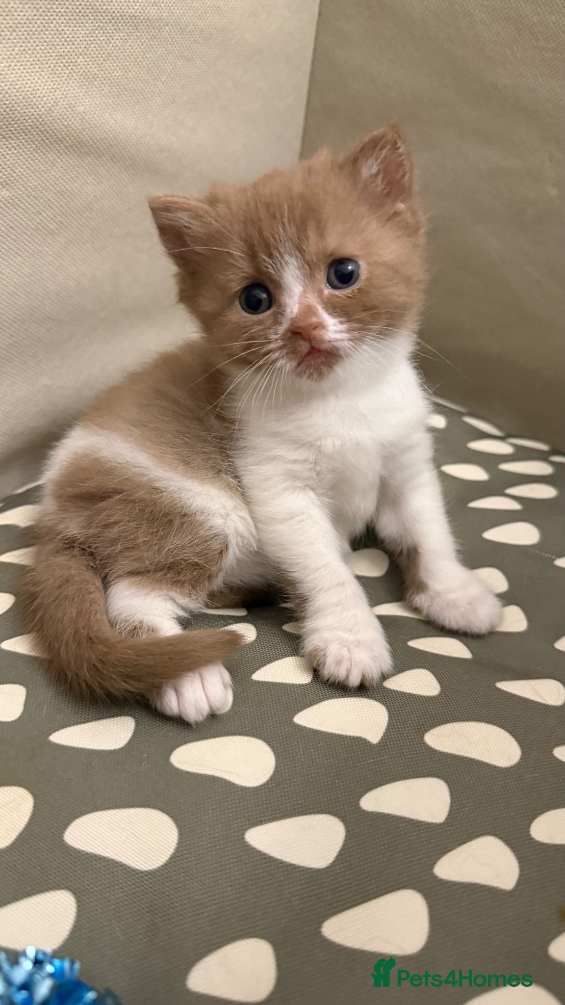 British Shorthair cats Cinnamon -white BSH  - Advert 1